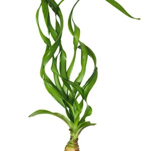 Crinum Water Onion (Crinum thaianum)