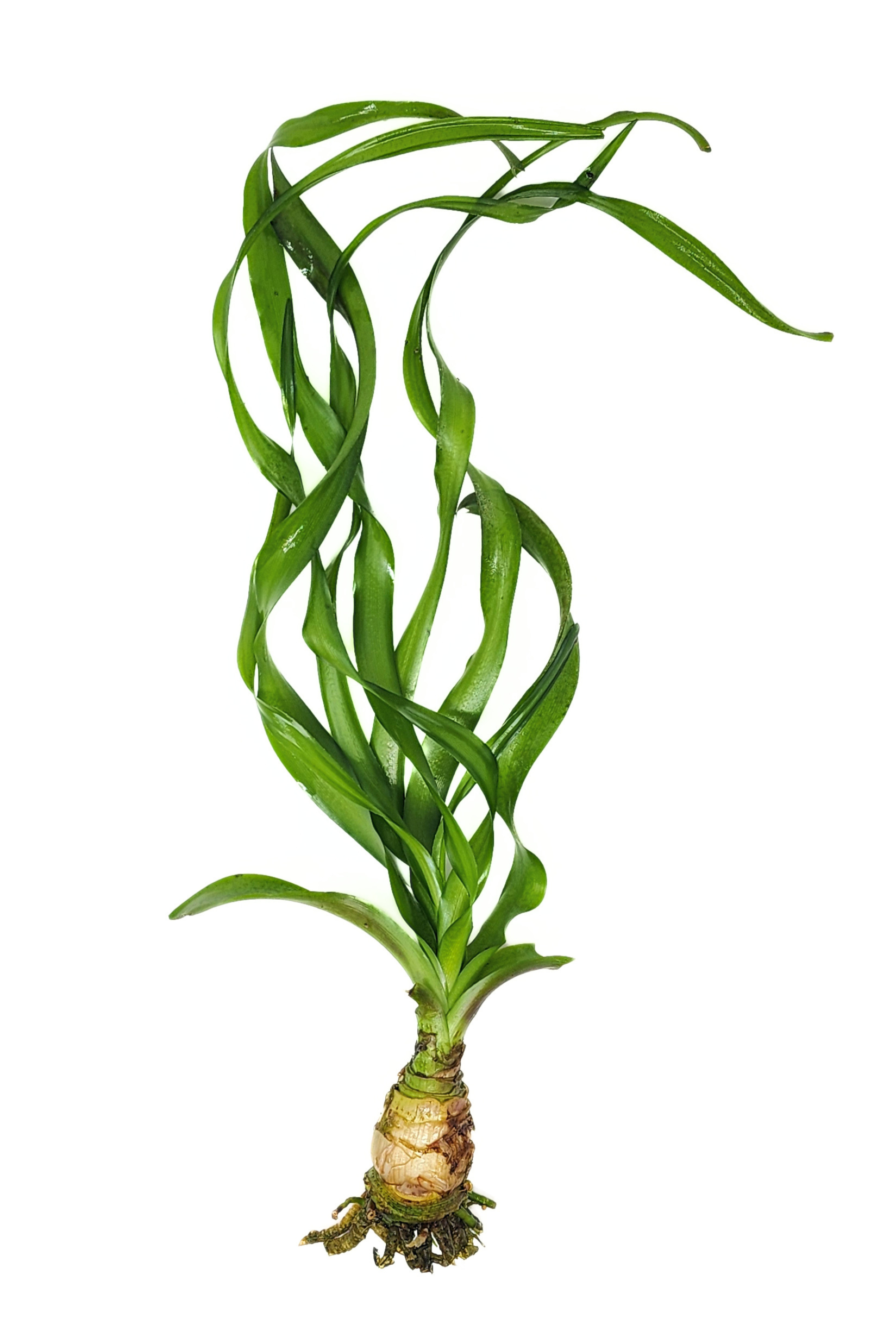 Crinum Water Onion (Crinum thaianum)