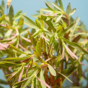 Limnophila hippuridoides