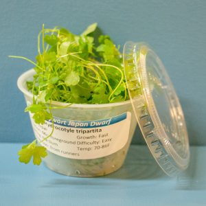 Pennywort 'Japan' (Hydrocotyle tripartita 'Japan') 4 oz Portion Cup