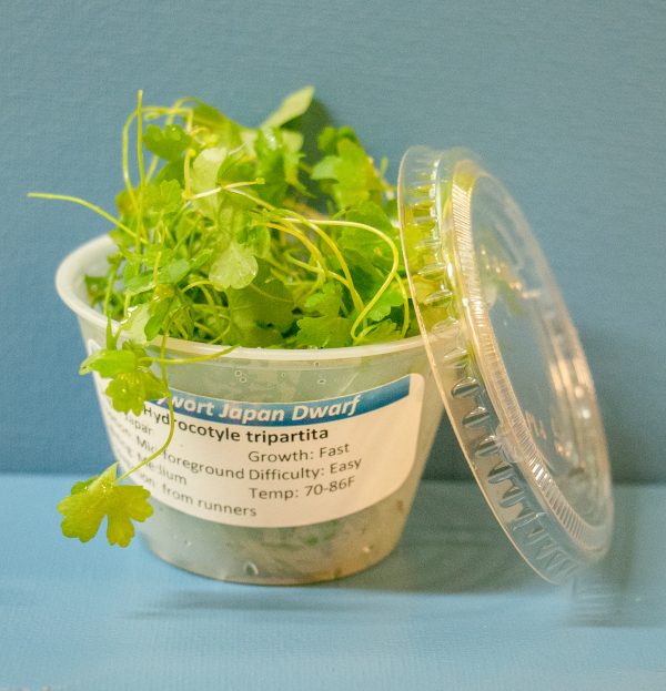 Pennywort 'Japan' (Hydrocotyle tripartita 'Japan') 4 oz Portion Cup