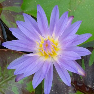 Unnamed Blue Tropical Lily