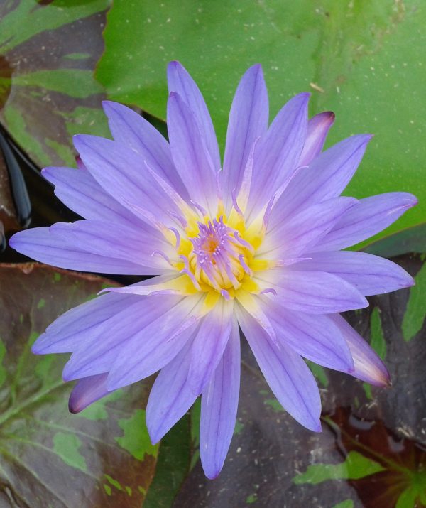 Unnamed Blue Tropical Lily