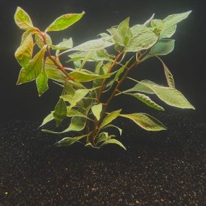 Ludwigia White
