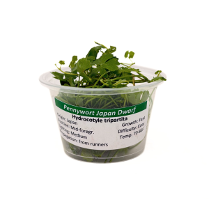 Pennywort 'Japan' (Hydrocotyle tripartita 'Japan') 4 oz Portion Cup