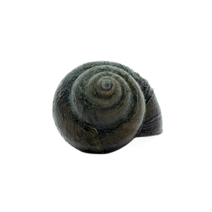 Trapdoor Snails