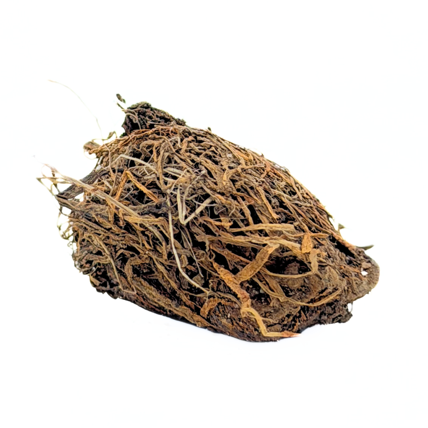 Water Hawthorne (Aponogeton distachys) - Image 3