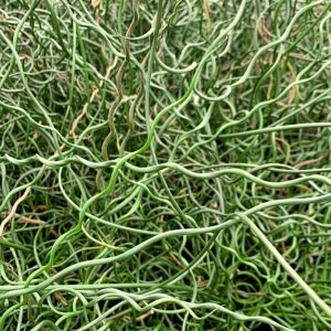 Rush- Corkscrew (Juncus effusus spiralis) 2" Pot