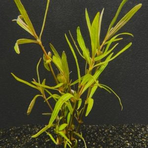 Hygro Araguaia (Hygrophila araguaia)