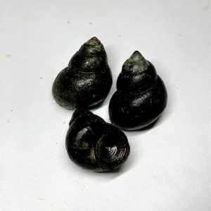 Trapdoor Snails