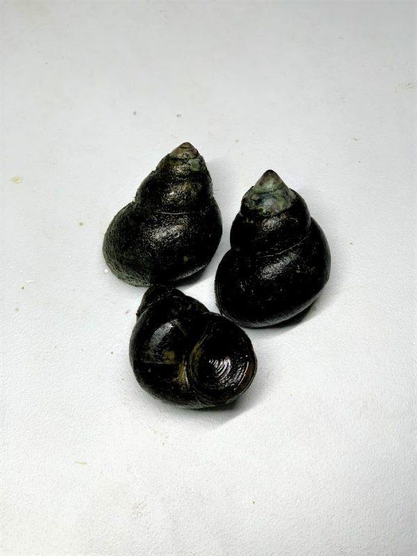 Trapdoor Snails