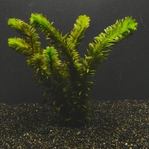 Anacharis (Egeria densa)