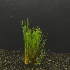 Hairgrass Clump (Eleocharis vivipara)