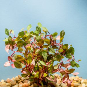 Ludwigia sp. Super Red Mini