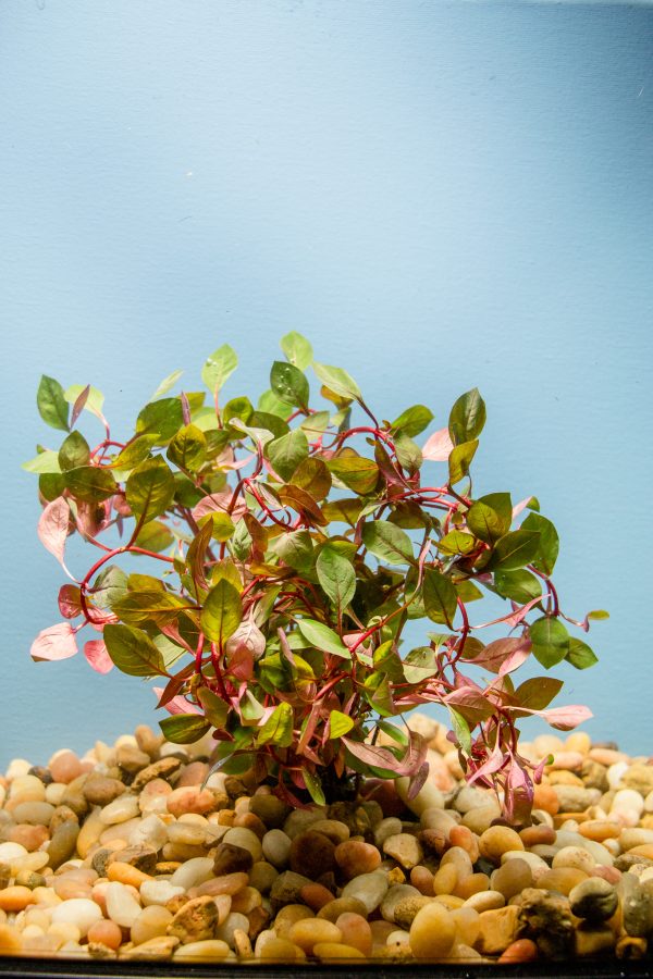 Ludwigia sp. Super Red Mini
