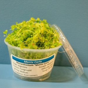 Monte Carlo (Micranthemum sp Monte Carlo) Portion Cup 4 oz