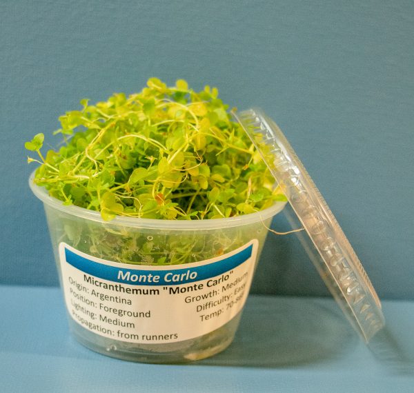 Monte Carlo (Micranthemum sp Monte Carlo) Portion Cup 4 oz