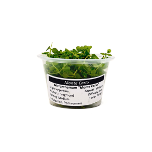 Monte Carlo (Micranthemum sp Monte Carlo) Portion Cup 4 oz