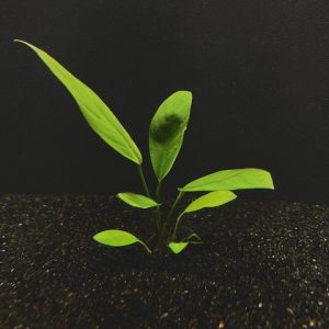 Anubias Nancon
