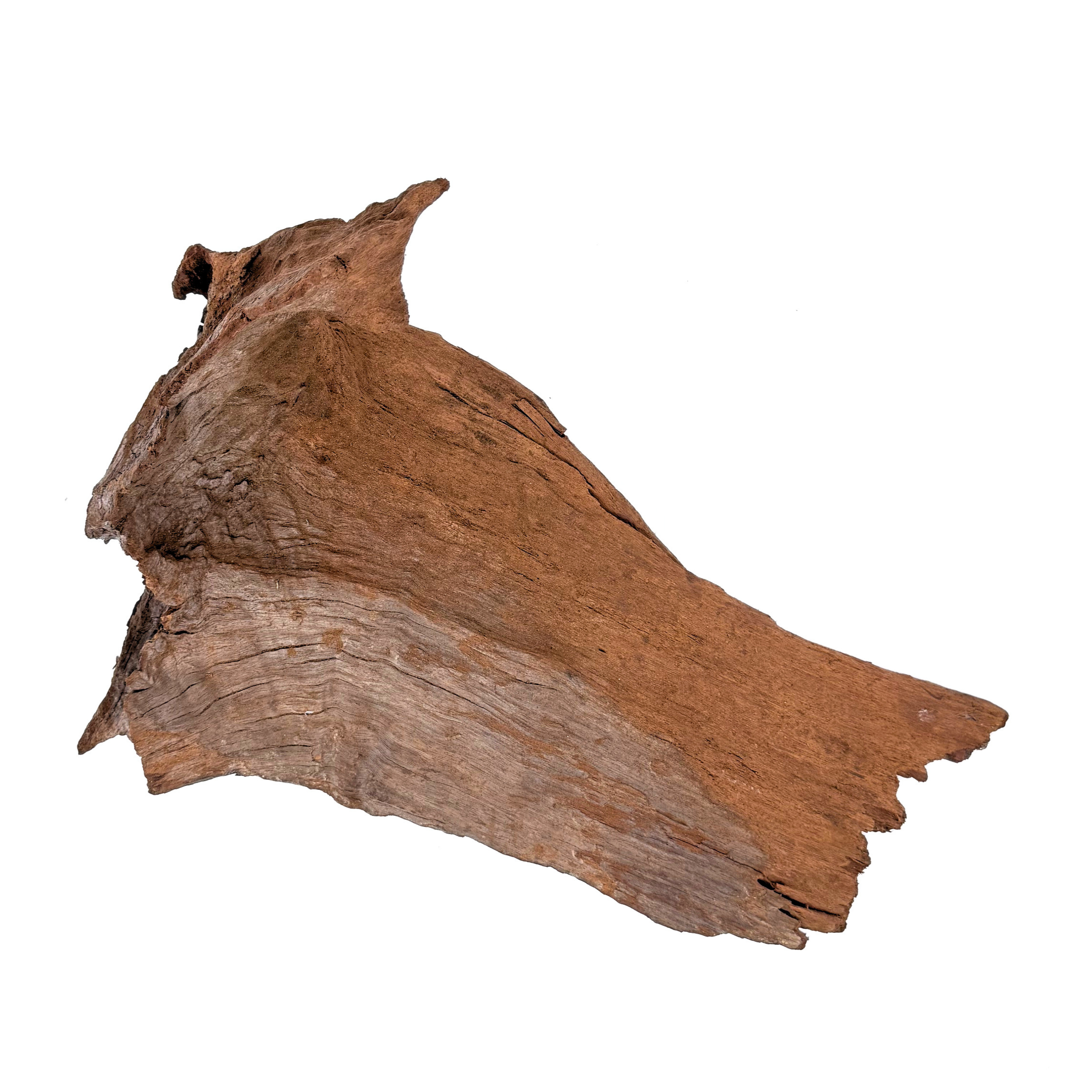 Driftwood (Malaysian) - Image 3