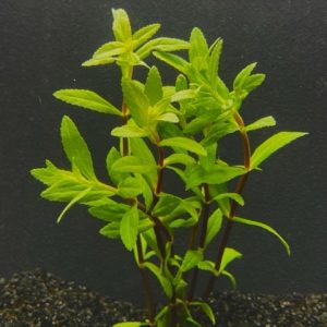 Limnophila Aromatica