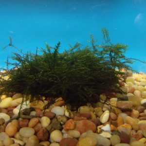 Willow Moss