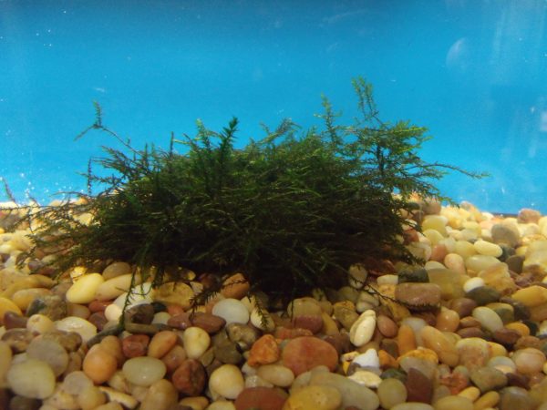 Willow Moss