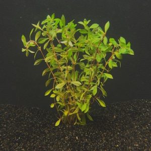 Ludwigia, Needle Leaf (Ludwigia arcuata)