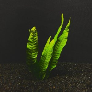 Java Fern Narrow Leaf Clump (Microsorium pteropus)