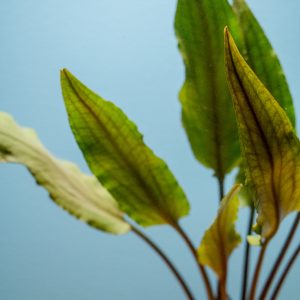 Cryptocoryne Undulata