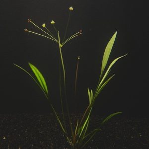 Chain Sword Narrow Leaf (Hellanthium tenellum)