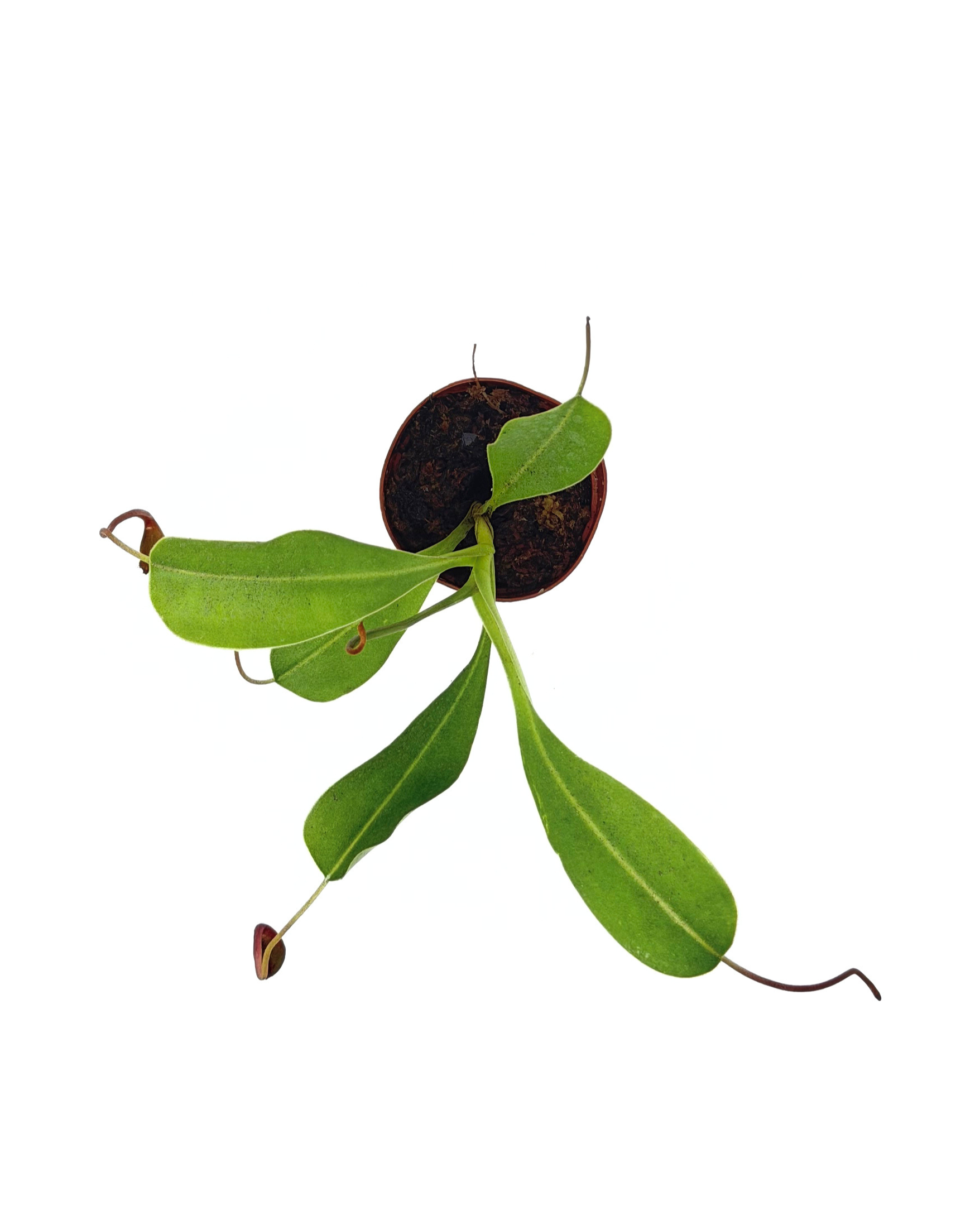 Pitcher Plant Nepenthes 2" - Image 2
