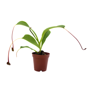 Pitcher Plant Nepenthes 2"