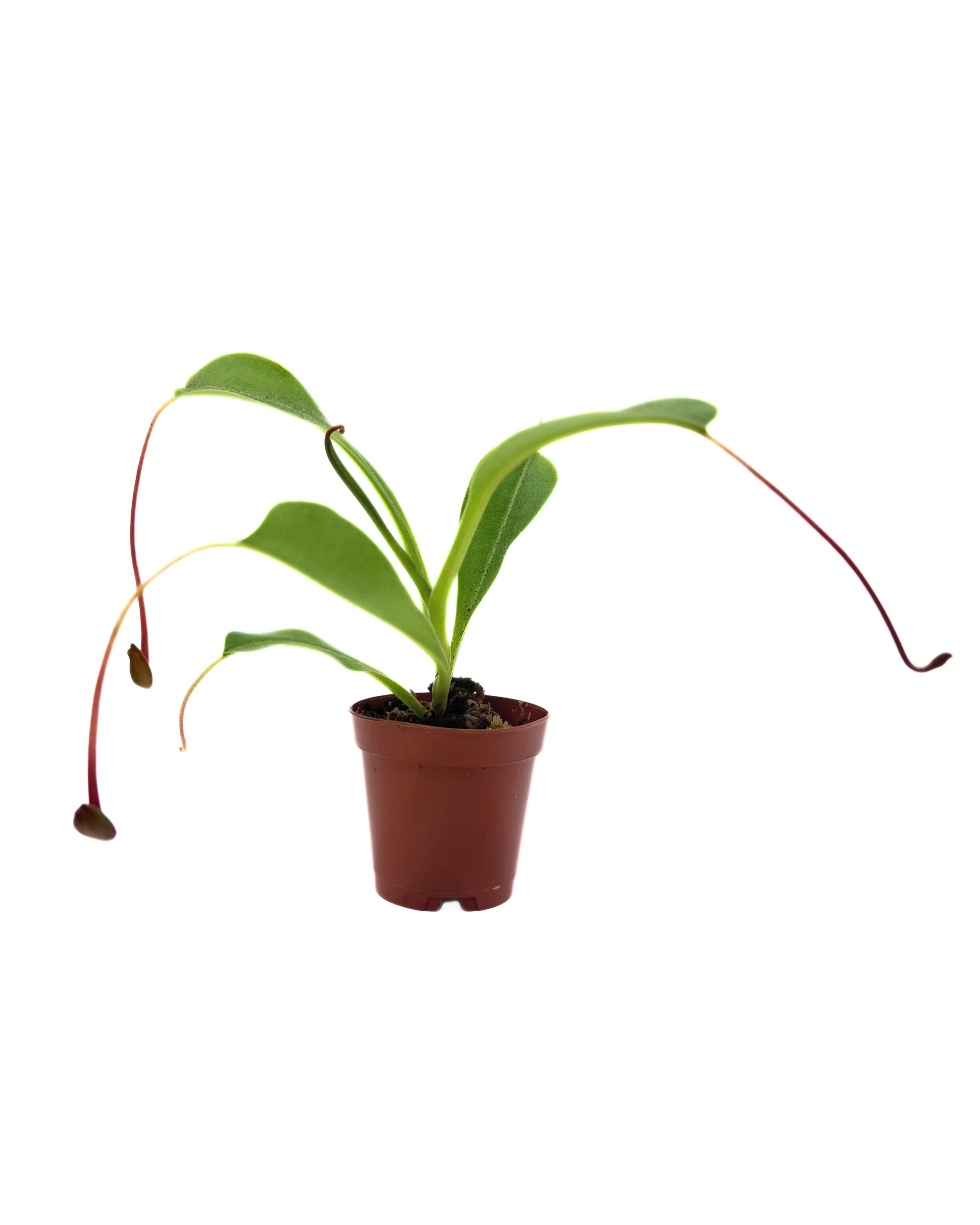 Pitcher Plant Nepenthes 2"