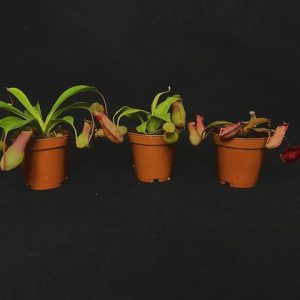 Pitcher Plant Nepenthes 2"
