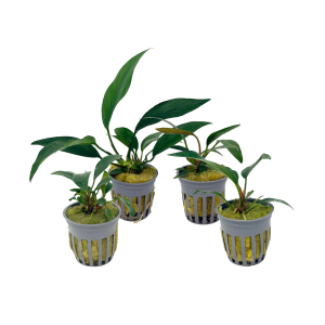 Potted Anubias Assorted