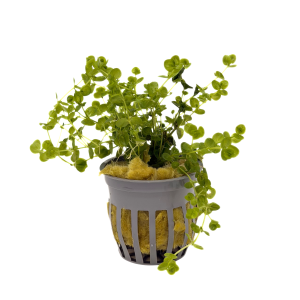 Potted Baby Tears Giant (Micranthemum umbrosom)