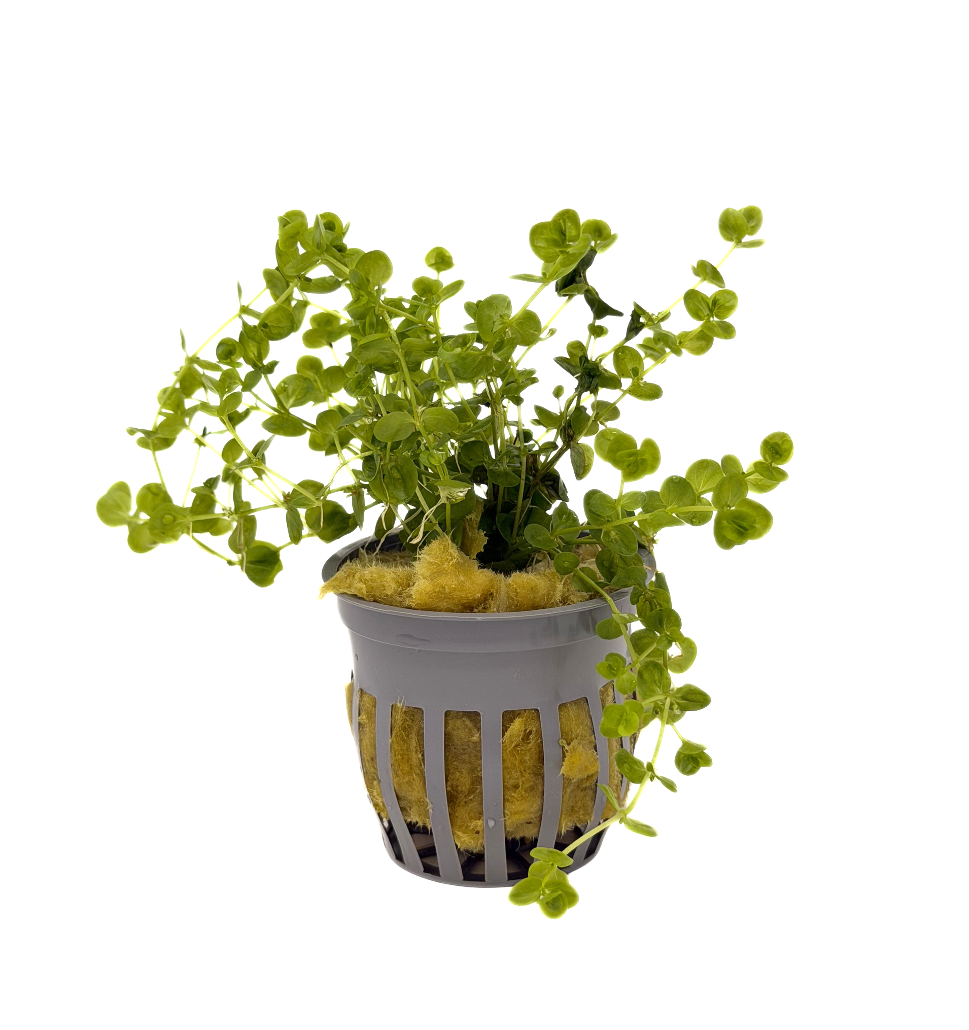 Potted Baby Tears Giant (Micranthemum umbrosom)