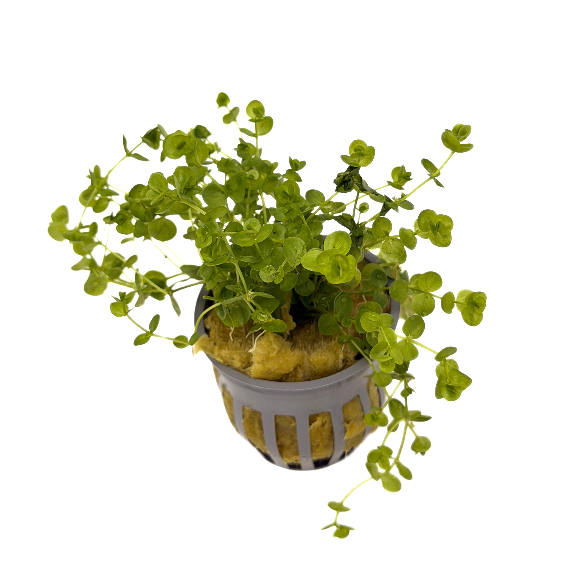 Potted Baby Tears Giant (Micranthemum umbrosom) - Image 2