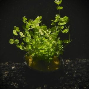 Potted Baby Tears Giant (Micranthemum umbrosom)