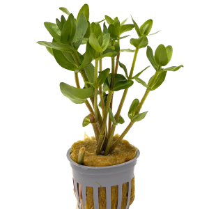 Potted Bacopa (Bacopa caroliniana)