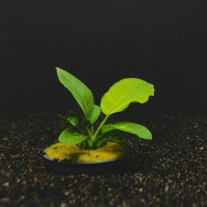 Potted Anubias Barteri