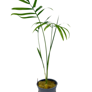 Potted Bella Palm (Chamaedorea elegens)