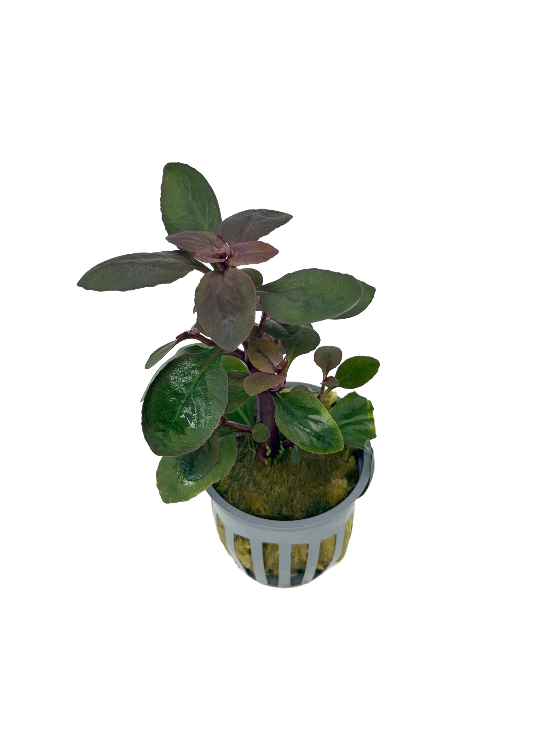 Potted Cardinal Plant (Lobelia cardinalis) - Image 2