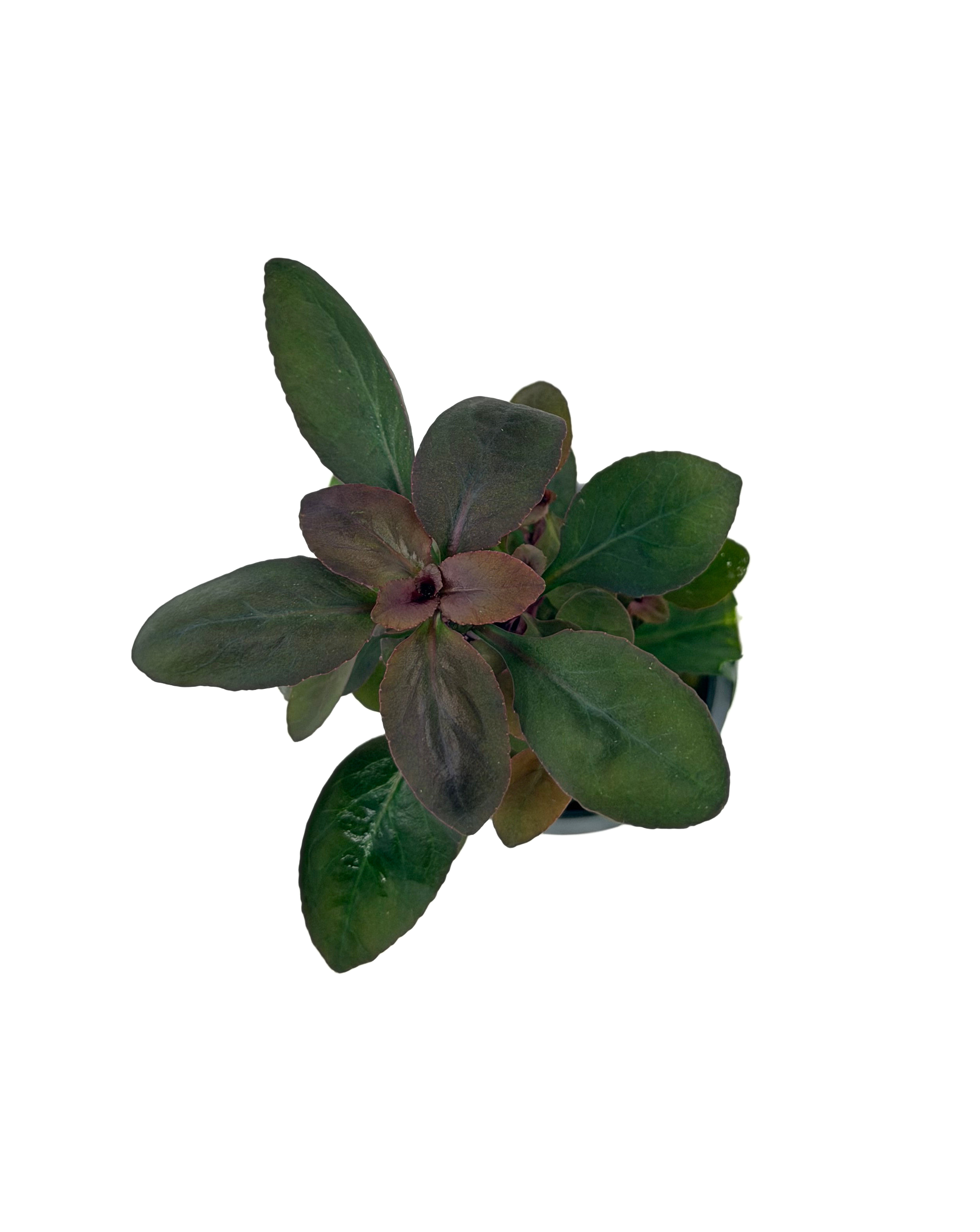 Potted Cardinal Plant (Lobelia cardinalis) - Image 3