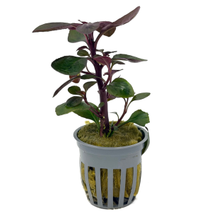 Potted Cardinal Plant (Lobelia cardinalis)
