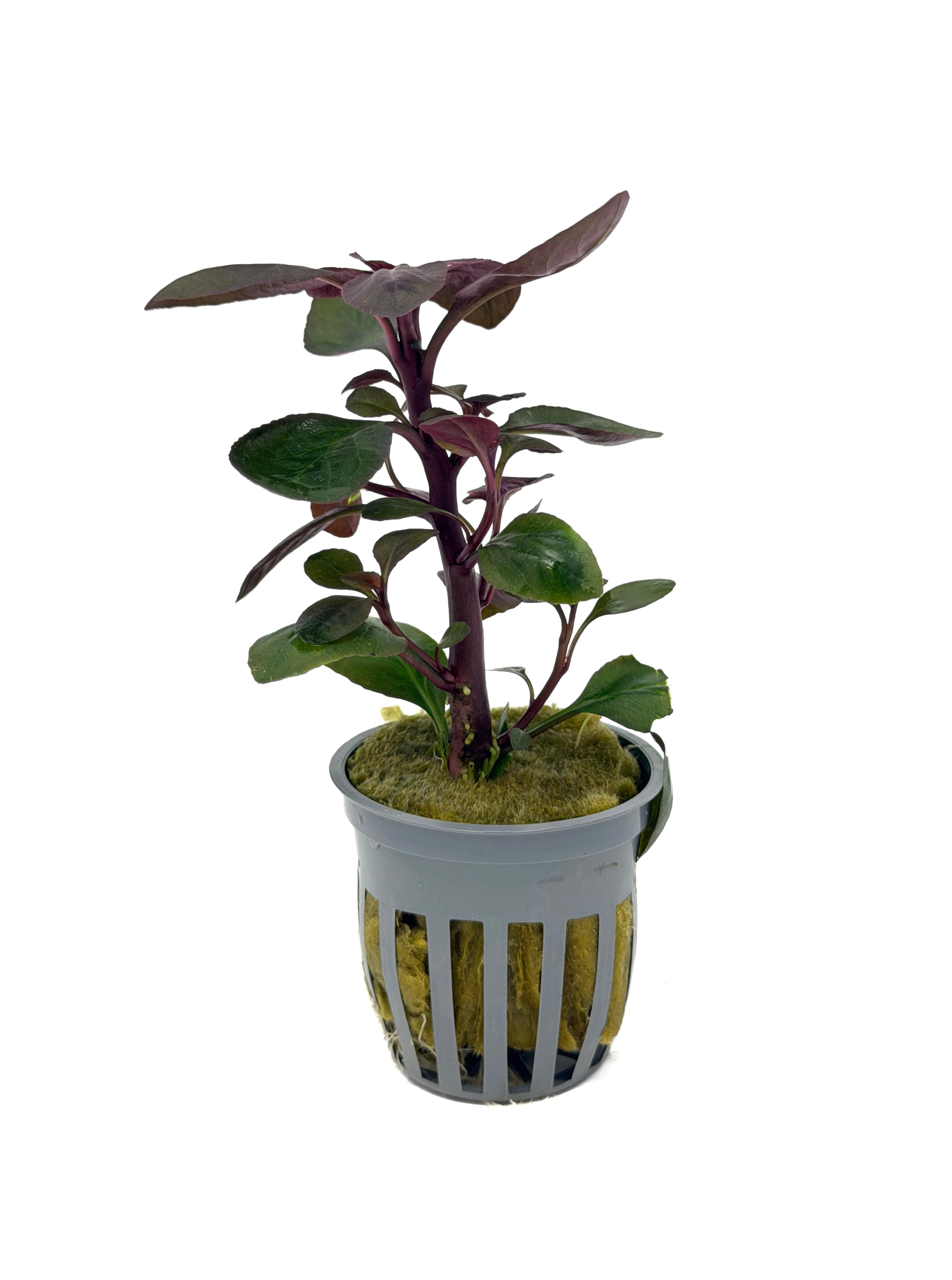 Potted Cardinal Plant (Lobelia cardinalis)