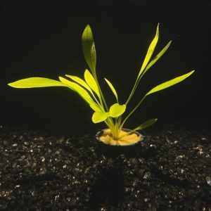 Potted Chain Sword (Echinodorus sp.)