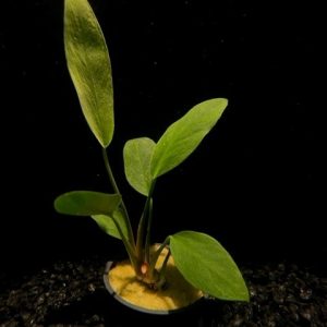Potted Anubias Congensis