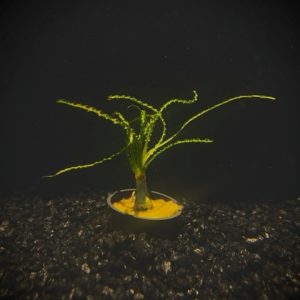 Potted Crinum Calamistratum